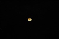 藏品(臺灣花瓣蛤)的圖片